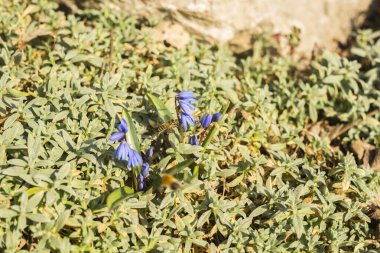 Bir kardamlasının mavi çiçekleri - ilk bahar çiçeği. Bir arı çiçeklerden nektar toplar. Arılar mavi çiçeğin yanında uçar. Bal çiçekleri.