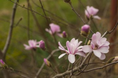 Manolya çiçeği bahar bahçesi. Güzel çiçekler, bahar arkaplanı pembe çiçekler. Manolya. Yumuşak pembe çiçekler. Sıcak nisan havası