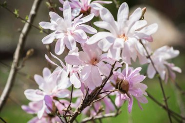 Manolya çiçeği bahar bahçesi. Güzel çiçekler, bahar arkaplanı pembe çiçekler. Manolya. Yumuşak pembe çiçekler. Sıcak nisan havası