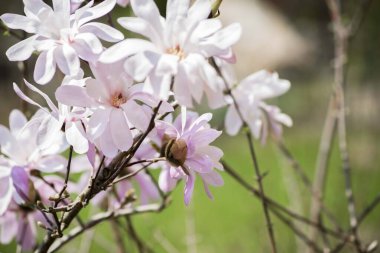 Manolya çiçeği bahar bahçesi. Güzel çiçekler, bahar arkaplanı pembe çiçekler. Manolya. Yumuşak pembe çiçekler. Sıcak nisan havası