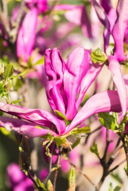 Manolya çiçeği bahar bahçesi. Güzel çiçekler, bahar arkaplanı pembe çiçekler. Manolya. Yumuşak pembe çiçekler. Sıcak nisan havası