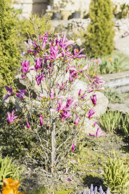 Manolya çiçeği bahar bahçesi. Güzel çiçekler, bahar arkaplanı pembe çiçekler. Manolya. Yumuşak pembe çiçekler. Sıcak nisan havası