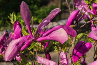 Manolya çiçeği bahar bahçesi. Güzel çiçekler, bahar arkaplanı pembe çiçekler. Manolya. Yumuşak pembe çiçekler. Sıcak nisan havası