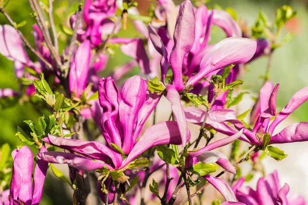 magnolia blossom spring garden. beautiful flowers, spring background pink flowers. magnoli. tender pink flowers. warm april weather