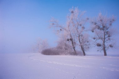 Kışın güzel ağaçlar, sabahın erken saatlerinde kar yağarken..