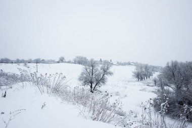 Kışın güzel ağaçlar, sabahın erken saatlerinde kar yağarken..
