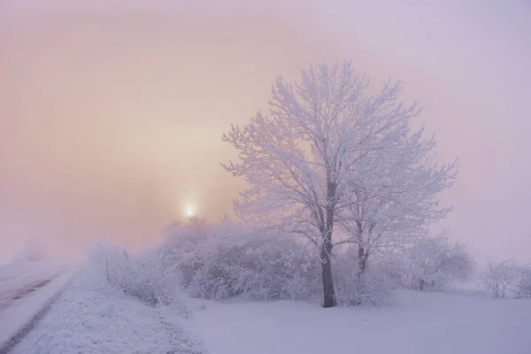 Όμορφα Δέντρα Στο Χειμερινό Τοπίο Νωρίς Πρωί Χιονόπτωση — Φωτογραφία Αρχείου