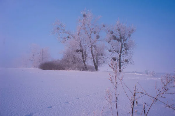 Bellissimi Alberi Nel Paesaggio Invernale Nelle Prime Ore Del Mattino — Foto Stock