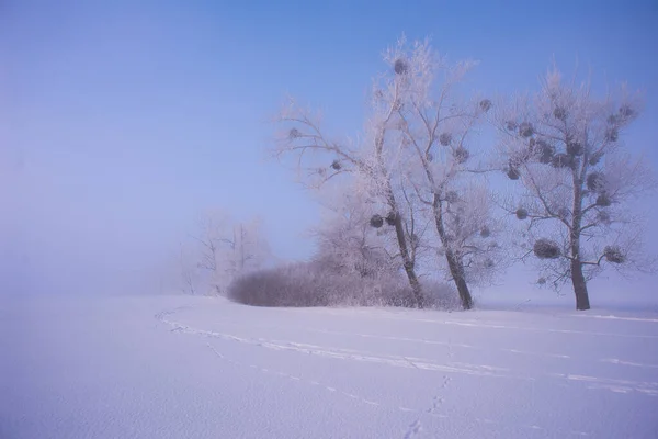 Gyönyörű Fák Téli Táj Kora Reggel Hóesésben — Stock Fotó
