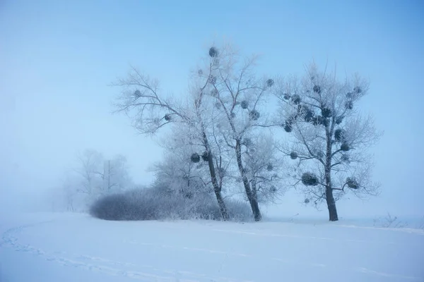 Krásné Stromy Zimní Krajině Časném Ranním Sněžení — Stock fotografie