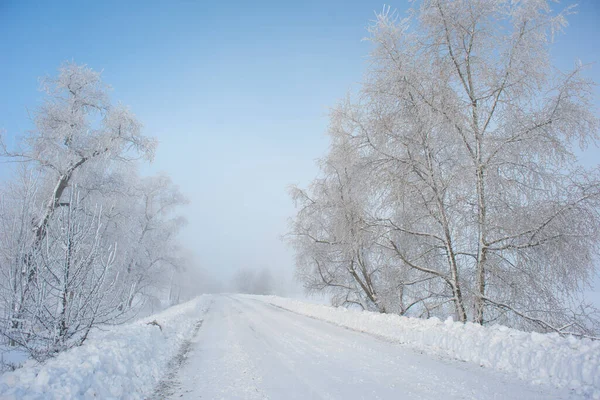 Gyönyörű Fák Téli Táj Kora Reggel Hóesésben — Stock Fotó