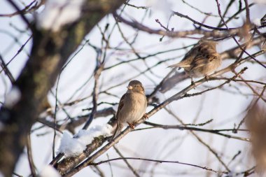 Bir grup küçük komik kuş serçesiyle panoramik fotoğraf kış parkında farklı pozlarda bir dala oturmuş. Çok soğuk kutup girdabı günü açık kırlarda gibi görünüyor.