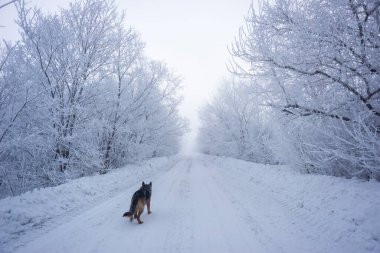 Bir evcil hayvanla yolculuk, Yürüyüş. Koşan Alman çoban köpeği. Doğadaki köpek. Güzel orman, ışık, güneş. Kışın köpek karda.