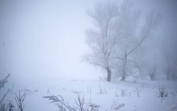 Schöne Bäume Der Winterlandschaft Frühen Morgen Bei Schneefall — Stockfoto