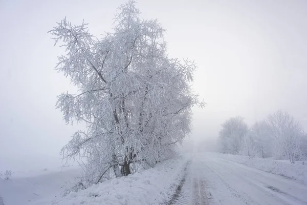 Όμορφα Δέντρα Στο Χειμερινό Τοπίο Νωρίς Πρωί Χιονόπτωση — Φωτογραφία Αρχείου