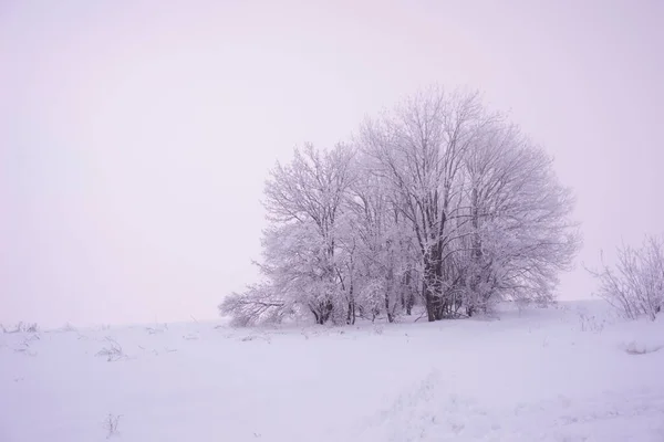 Bellissimi Alberi Nel Paesaggio Invernale Nelle Prime Ore Del Mattino — Foto Stock