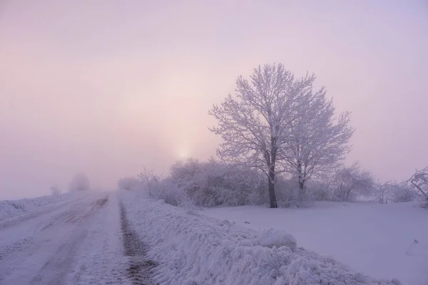 Krásné Stromy Zimní Krajině Časném Ranním Sněžení — Stock fotografie