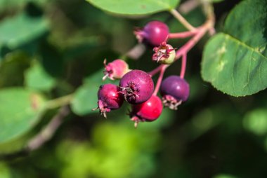 Yaprak döken çalıların üzerinde böğürtlen lezzeti. doğal arkaplan.