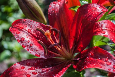 Bir buket zambak. Anneler Günü, Kadınlar Günü, Sevgililer Günü ya da Doğum Günü. Güzel zambak. Lily bahçedeki kulübede. Yakından çek. Doğal arkaplan.
