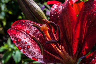 Bir buket zambak. Anneler Günü, Kadınlar Günü, Sevgililer Günü ya da Doğum Günü. Güzel zambak. Lily bahçedeki kulübede. Yakından çek. Doğal arkaplan.