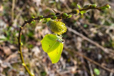 İlkbaharda çiçek açan kabarık söğüt dalları doğaya yakın çekim yapar. Eski, sessiz tonlar. Kelebek, parlak güneşin ışığında sarı söğüt tomurcuklarının üzerinde oturur.