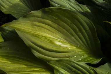 Makroda yağmur damlalarında yeşil yaprak. Yaprağın dokusu damlaların altında açıkça görülüyor. Yaprakların üzerine bir damla su. yeşil doğa arkaplanı