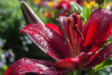 Anneler Günü, Kadınlar Günü, Sevgililer Günü ya da Doğum Günü. Güzel zambak. Lily bahçedeki kulübede. Yakından çek. Doğal arkaplan.