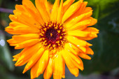 Gyönyörű narancssárga calendula officinalis száron. Tavaszi háttér gyönyörű sárga virágok. természetes nyári háttér, elmosódott kép, szelektív fókusz