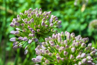 Organik sebzeler. Taze sebze. Salata yapıyorum. Çiğ taze organik yeşil sebzeler.