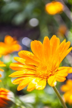 Sapında güzel turuncu çizelgeler var. Güzel sarı çiçekleri olan bahar arkaplanı. Doğal yaz arkaplanı, bulanık görüntü, seçici odak