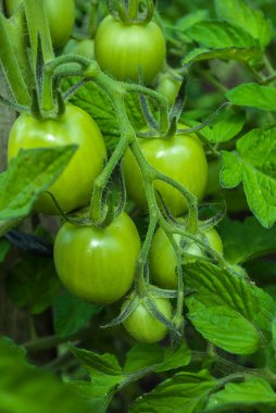 Serada büyüyen genç yeşil domateslerden oluşan yakın çekim grubu. Yeşil domates çiftliği. Organik tarım. Tarım konsepti. Olgunlaşmamış domatesler yeşil saplı meyveler