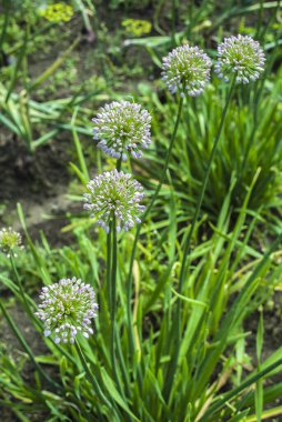 Organik sebzeler. Taze sebze. Salata yapıyorum. Çiğ taze organik yeşil sebzeler.