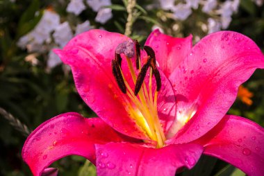 Anneler Günü, Kadınlar Günü, Sevgililer Günü ya da Doğum Günü. Güzel zambak. Lily bahçedeki kulübede. Yakından çek. Doğal arkaplan.