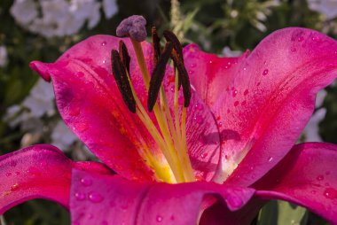 Anneler Günü, Kadınlar Günü, Sevgililer Günü ya da Doğum Günü. Güzel zambak. Lily bahçedeki kulübede. Yakından çek. Doğal arkaplan.