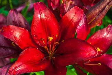 Anneler Günü, Kadınlar Günü, Sevgililer Günü ya da Doğum Günü. Güzel zambak. Lily bahçedeki kulübede. Yakından çek. Doğal arkaplan.