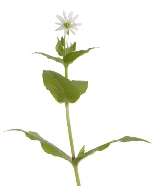 Beyaz üzerine tek çiçek