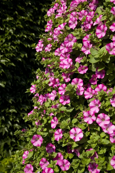 Petunia rosa in fiore — Foto Stock