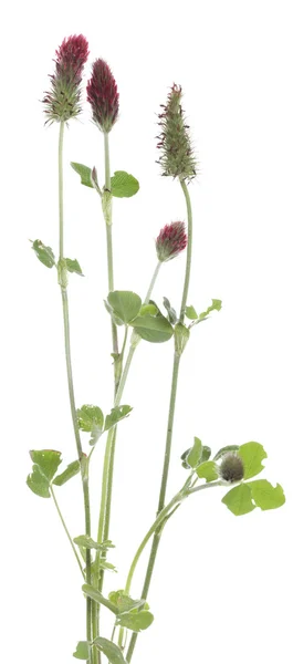 Buchweizen mit rosa Blüten — Stockfoto