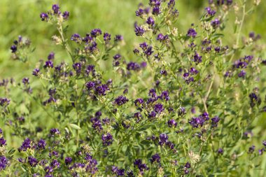 bush of  lucerne flower clipart