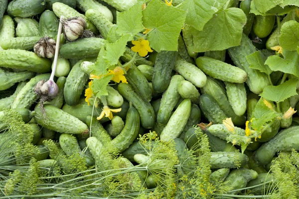 Mladé čerstvé okurky — Stock fotografie