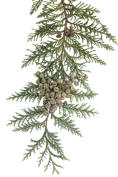 Branch of  tree  Chamaecyparis lawsoniana — Stock Photo, Image