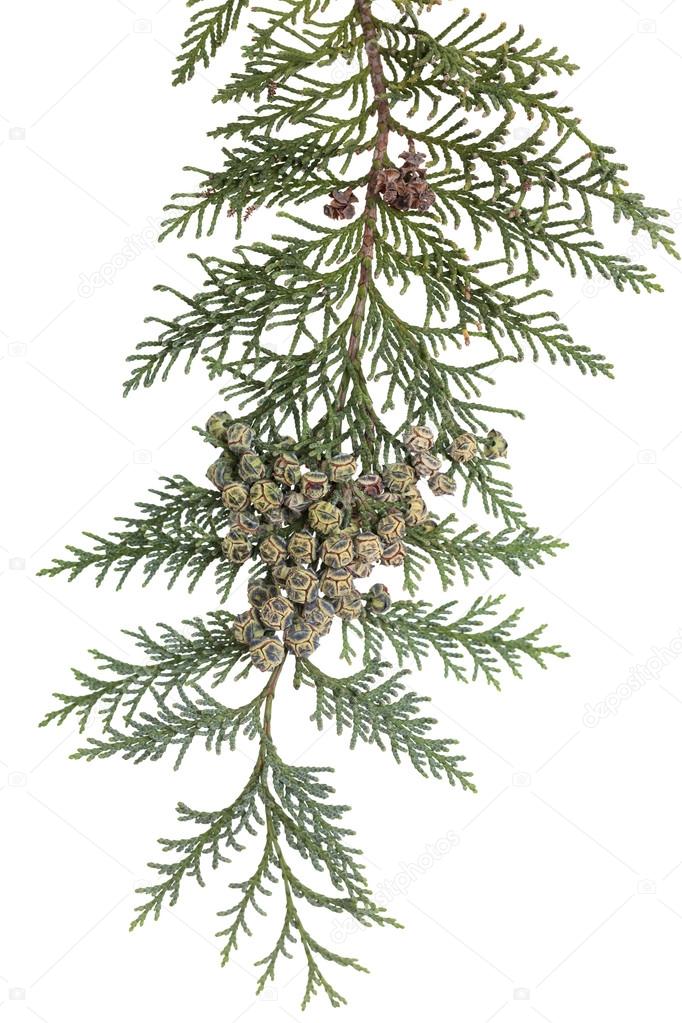 branch of  tree  Chamaecyparis lawsoniana