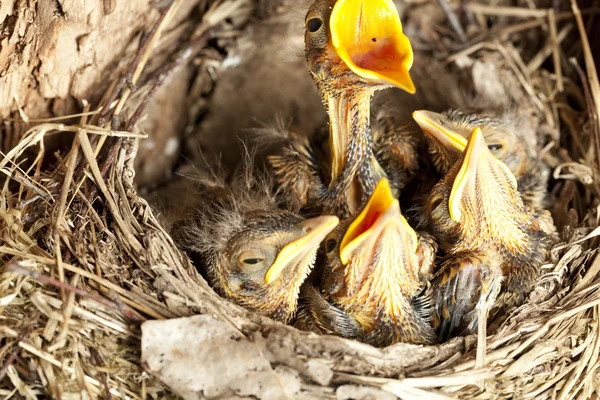 Junge Amsel nestelt Stockbild