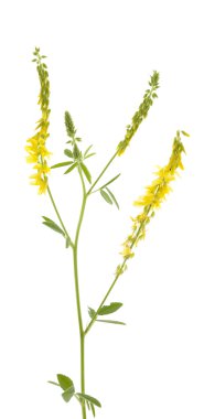 Melilotus officinalis