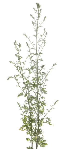 Wormwood — Stock Photo, Image