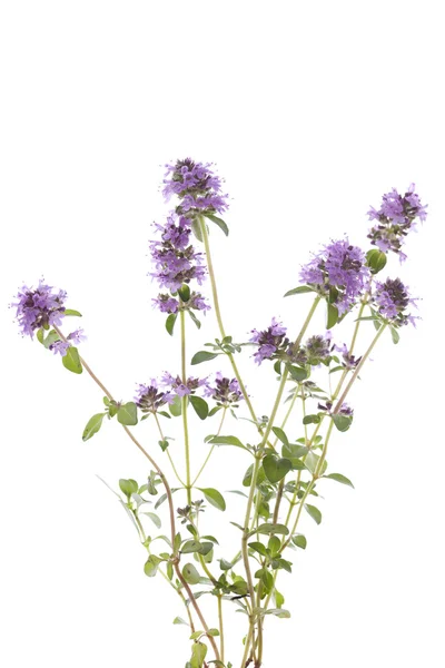 Purple thyme — Stock Photo, Image