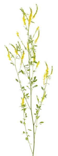 Melilotus officinalis — Fotografia de Stock