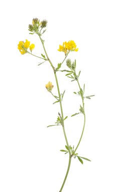 çiçek lucerne