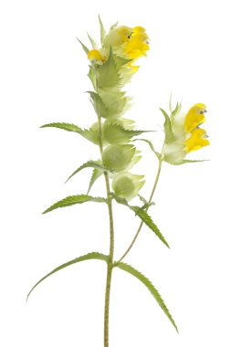 Rhinanthus serotinus
