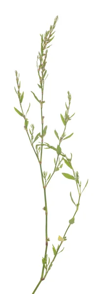 Polygonum aviculare — Stockfoto